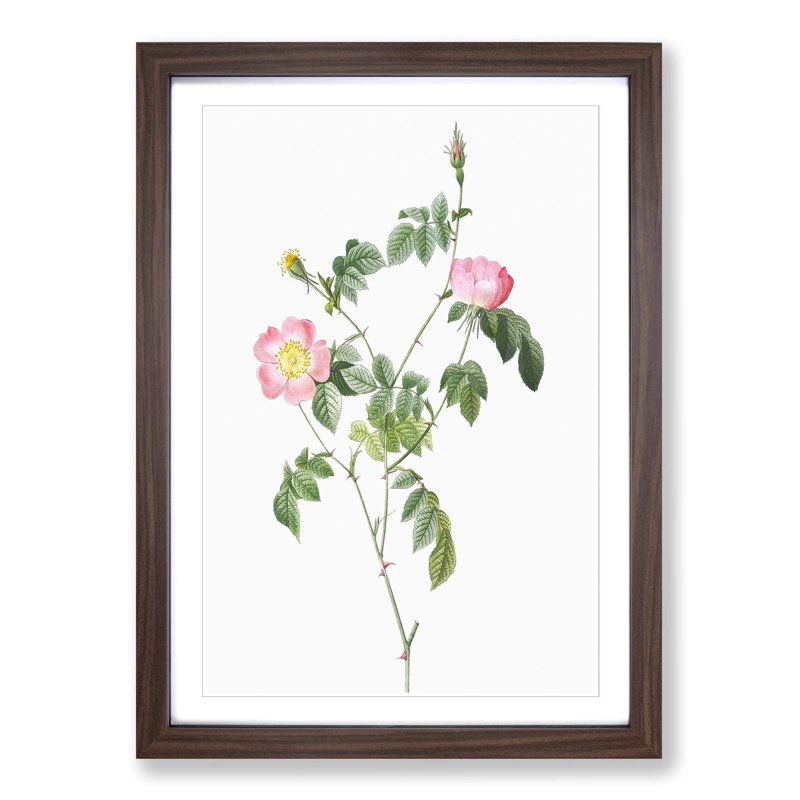 Austrian Briar Rose In Pink by Pierre-Joseph Redoute - Single Picture Frame Painting, 45cm H x 33cm W x 2cm D, Walnut Framed