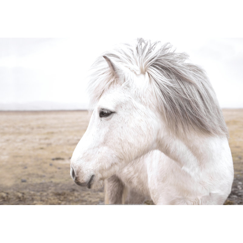 Horse In Field - Wrapped Canvas Art Prints, 30cm H x 46cm W