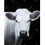 «White Cow», reproduction d'art sur toile, animaux de ferme