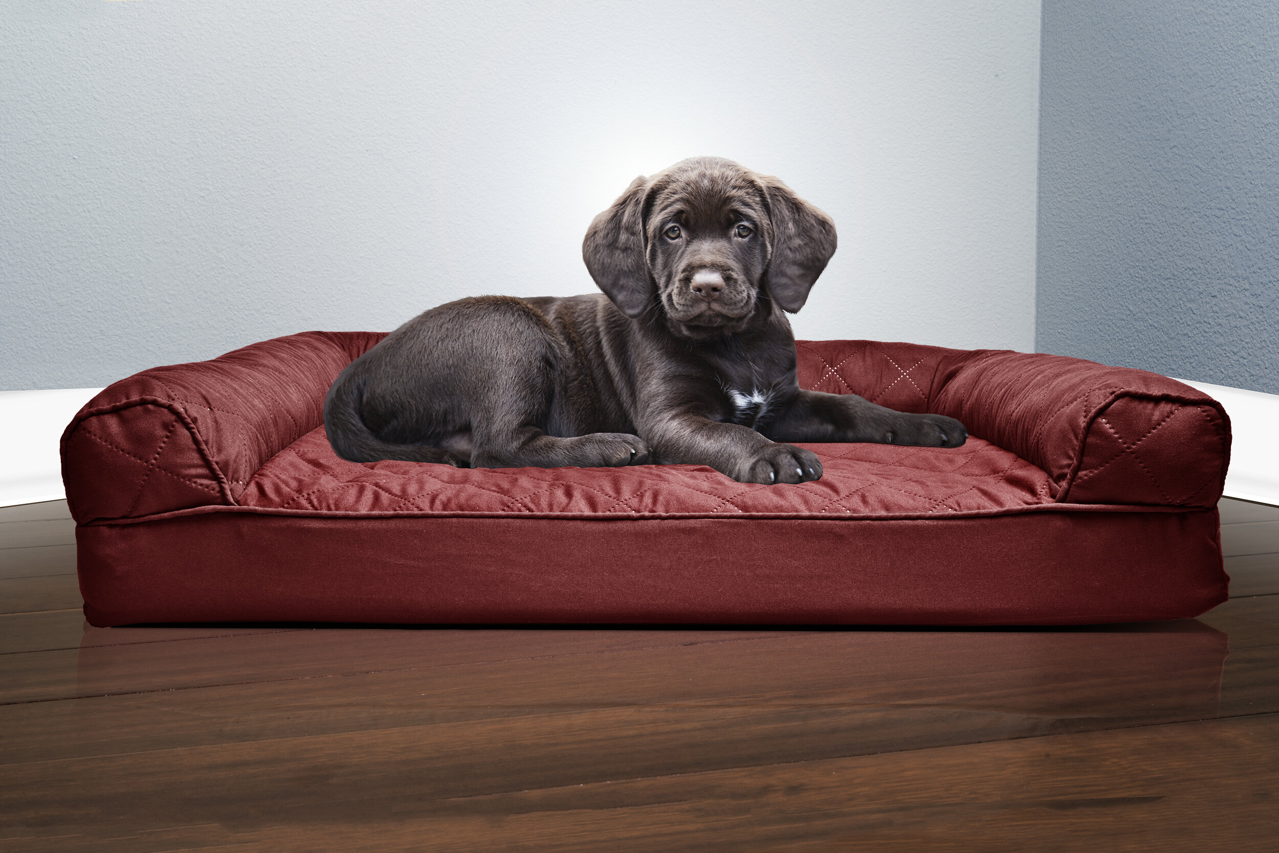 TopRated Dog Beds 2024 Wayfair