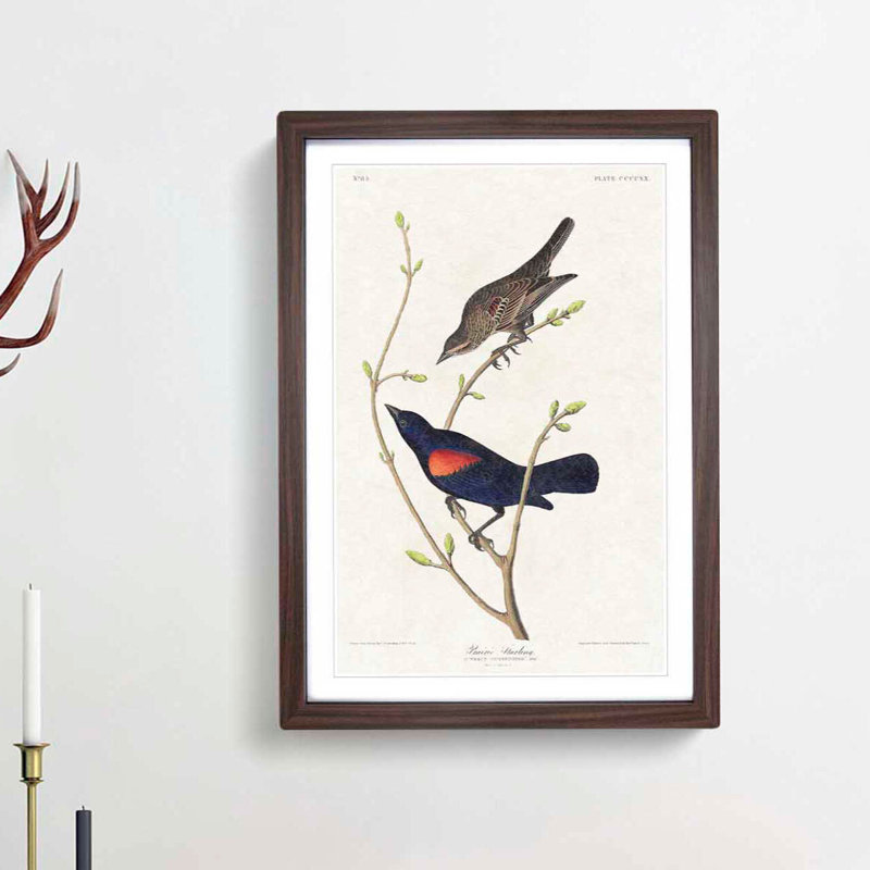 Prairie Starling Bird by John Audubon - Picture Frame Painting Print, 36cm H x 27cm W x 2cm D, Walnut Framed