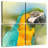 Brampt Parrot-109033503