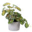 Artificial Plant