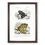 Frog and Toad Illustration by Charles d' Orbigny - Picture Frame Painting Print-55577599-55577598