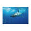 Shark Hunting Shark on Hunt Print Animal Wall Art