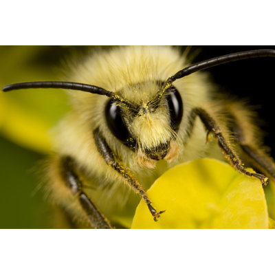 " Bee With Pollen " by Jscalev
