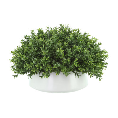 Boxwood Arrangement In A Ceramic Vase