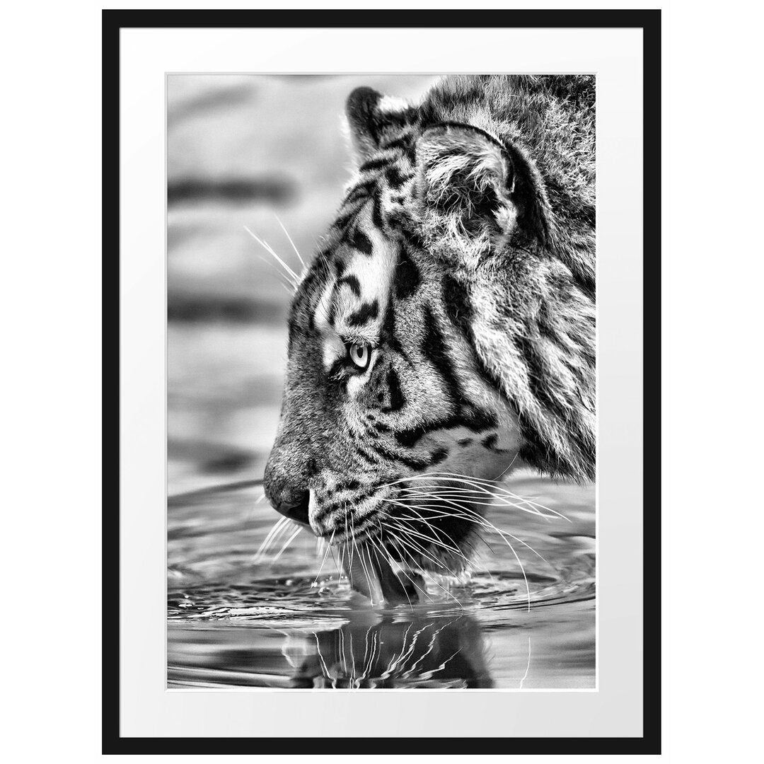 Gerahmtes Poster Tiger am Wasserloch