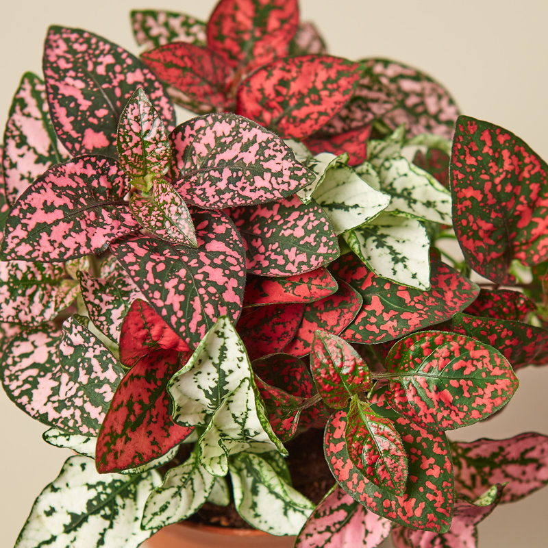 House Plant Shop Live Foliage Plant