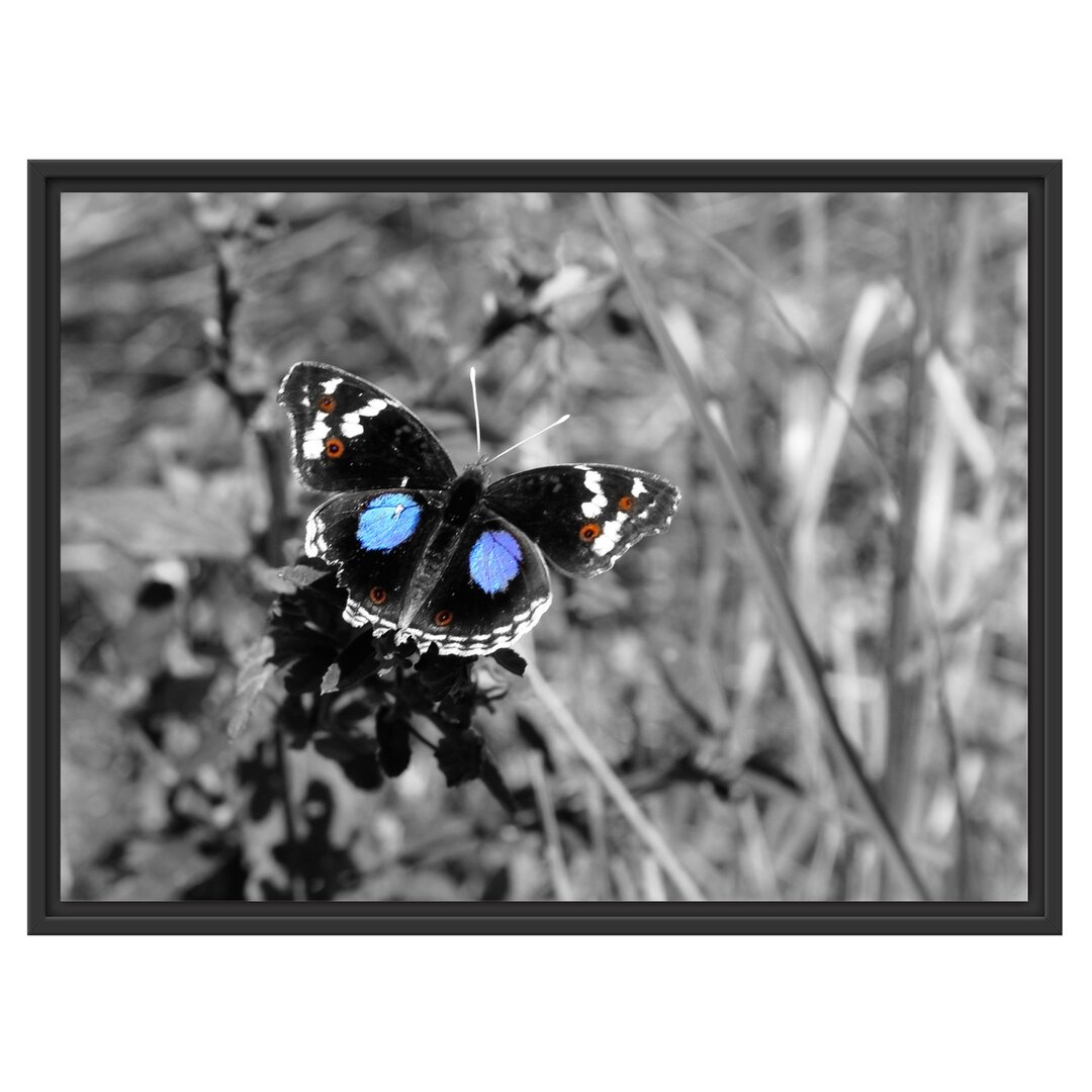 Gerahmtes Wandbild Schmetterling auf Grashalm