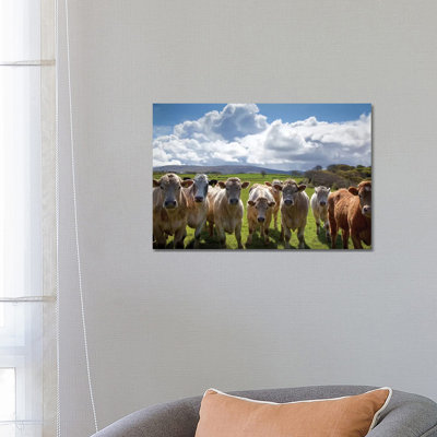 Curious Cattle, County Sligo, Ireland by Gareth McCormack - Wrapped Canvas Print