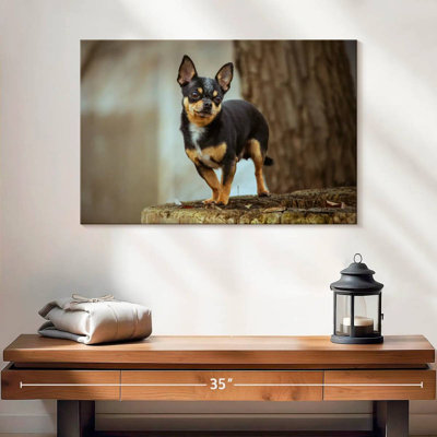 Tri Chihuahua