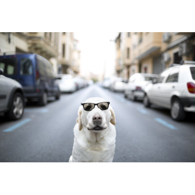 Dog with sunglasses 174824394