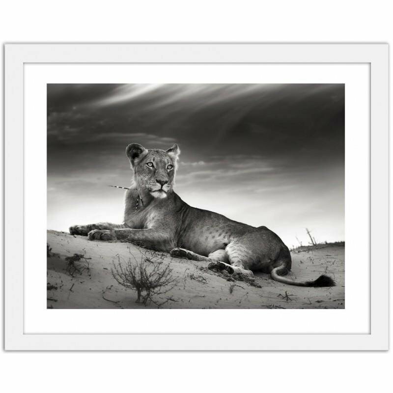 Gerahmter Fotodruck The Resting Lioness