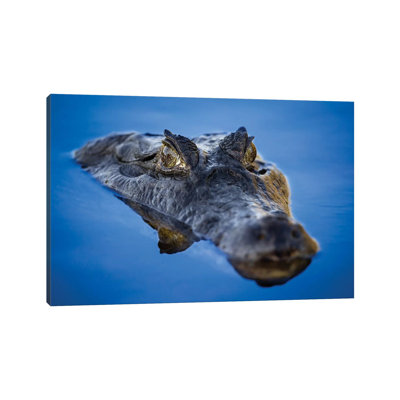 Caiman Reflection Pantanal 1 Piece Wrapped Canvas Wall Art