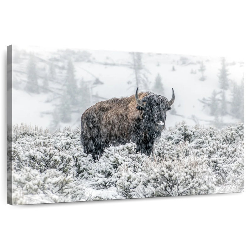 Brampt Lamar Valley Bison