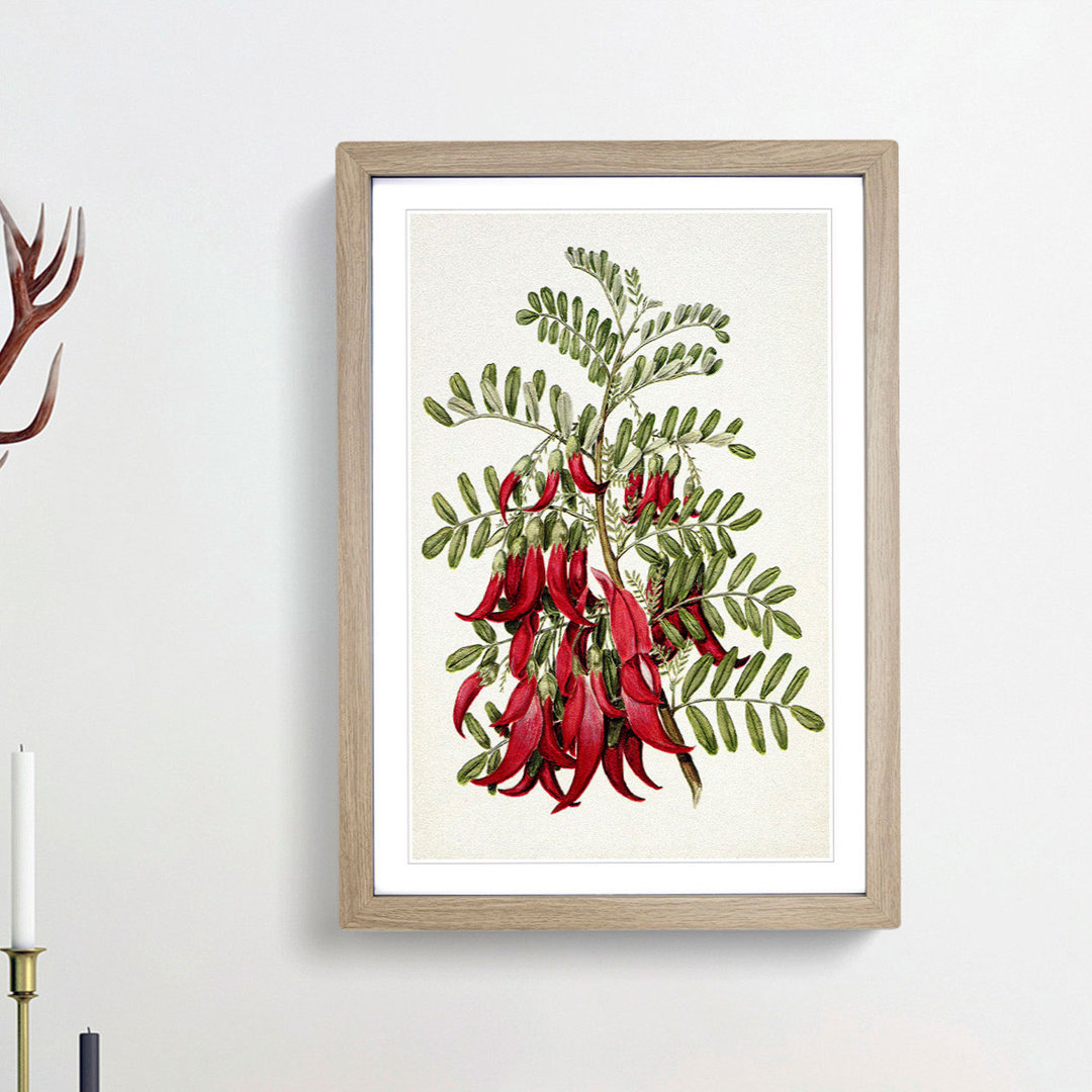 Clianthus Flowers by Sarah Featon - Picture Frame Painting Print