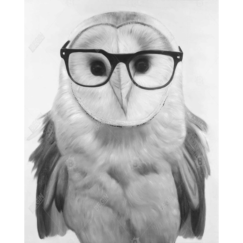 Realistic barn owl with glasses - 48"x60" Framed canvas