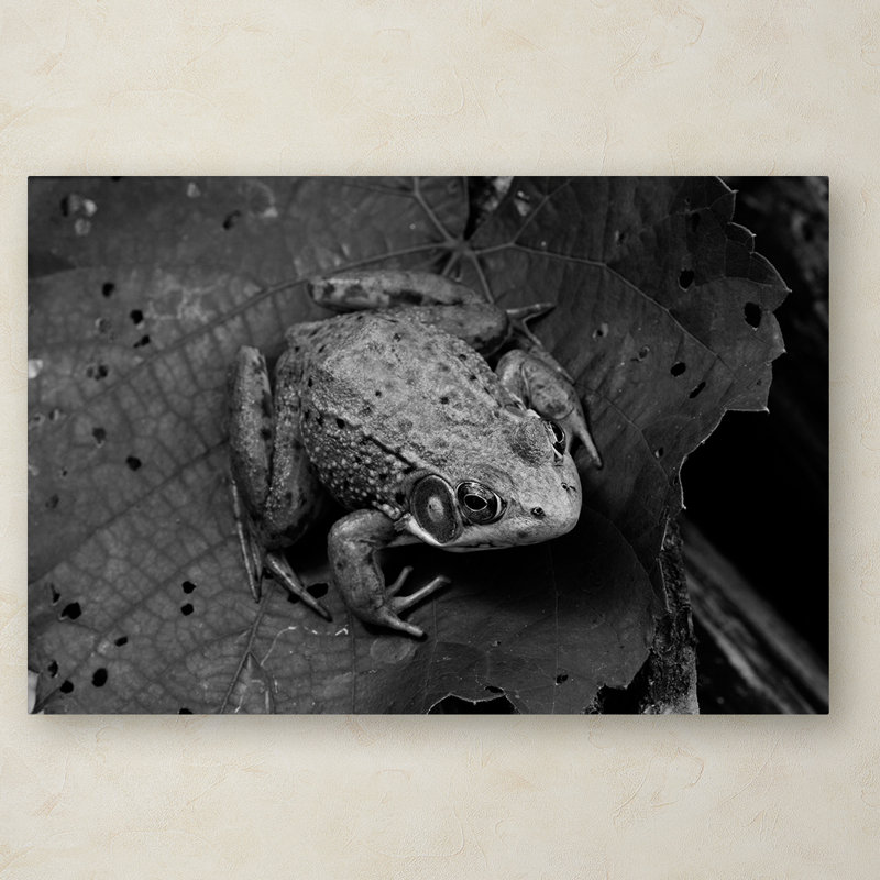 Northern Green Frog Horizontal Canvas Print with Wood Frame