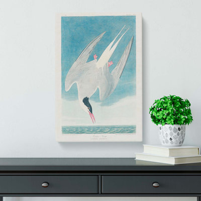 Arctic Tern by John James Audubon - Wrapped Canvas Painting Pint - Wrapped Canvas