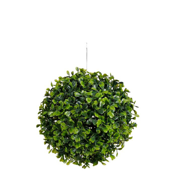 Buxus Plant, Green, 20cm H x 20cm W x 20cm D