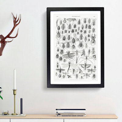 Study of Insects XXXIX by Oliver Goldsmith - Framed Print