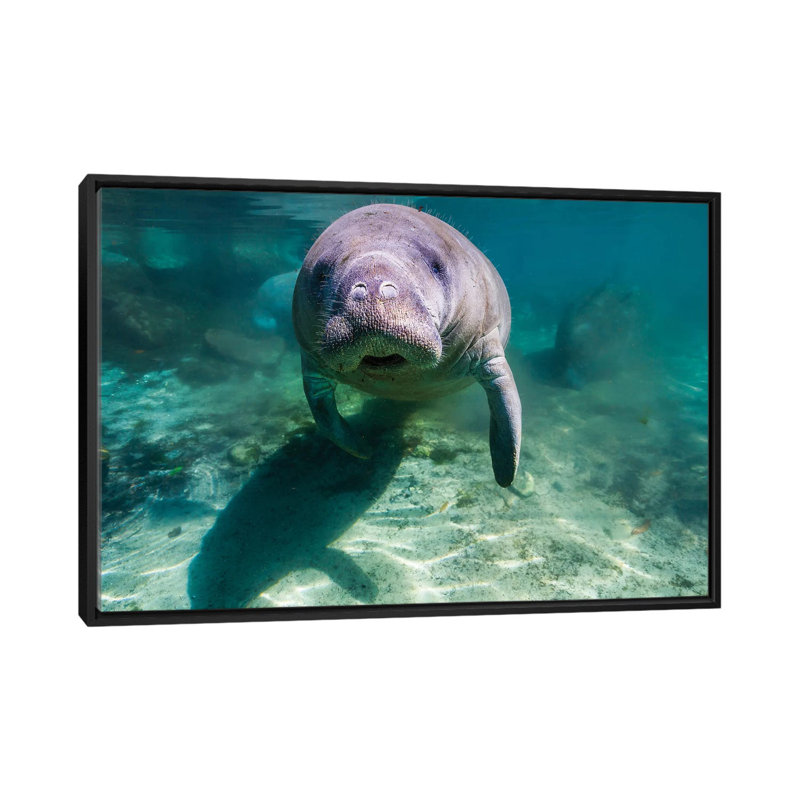 «Manatee in Crystal River Florida», reproduction de photo sur toile, H 40 po x l 60 po x P 1,5 po, Toile avec cadre noir