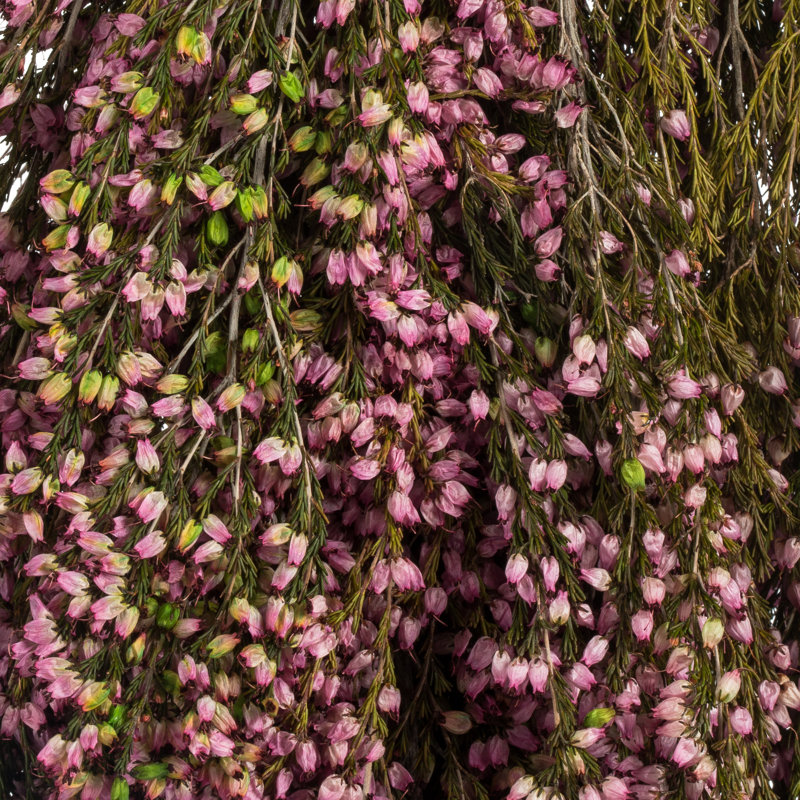 Arrangement floral rose Heather (Erica)
