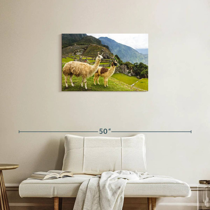 Lamas du Machu Picchu, H 20 po x l 30 po