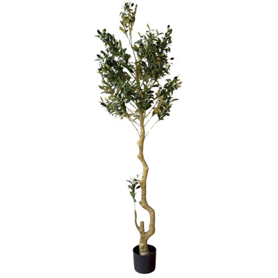Andaiye 180cm Plant in Pot