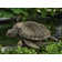 Large Sea Turtle