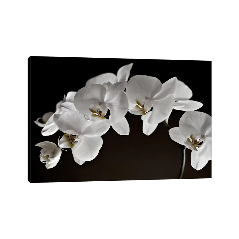 Orchidées - reproduction de photo, H 40 po x l 60 po x 1,5 po, Toile tendue