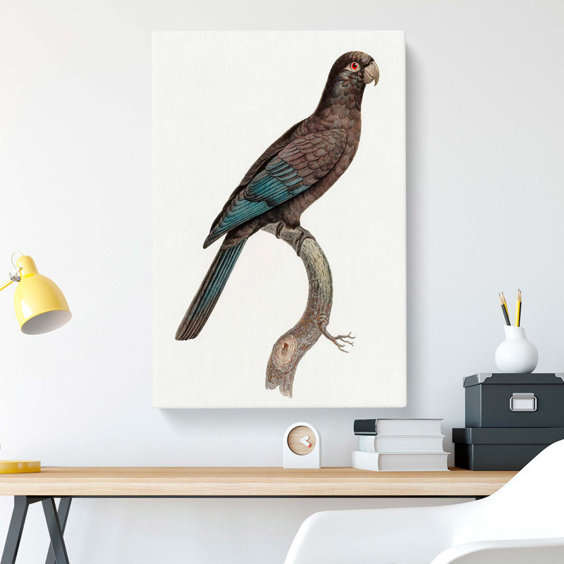 Black Parrot by F. Levaillant - Wrapped Canvas, 60cm H x 40cm W x 3cm D