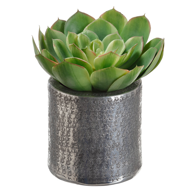 8H7W8 L ECHEVERIA EN POT