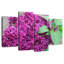 Lilas Harnek Spring