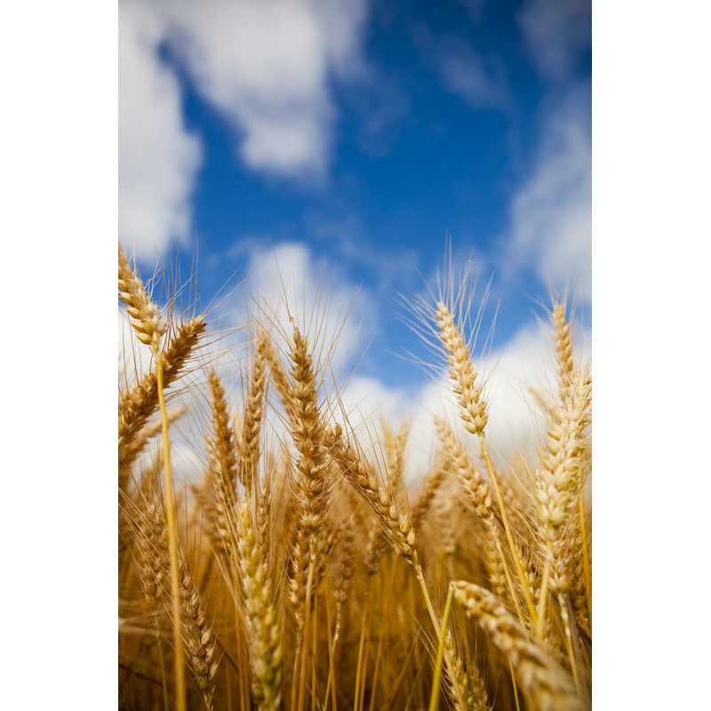 Wheat by Timnewman - Wrapped Canvas Print, 30cm H x 20cm W x 3.8cm D