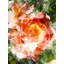 Floral 0439 Print by Chamira Young-71201187-71201188