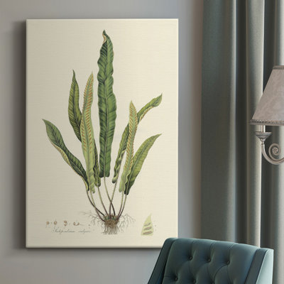 «Curtis Ferns IV», impression sur toile tendue