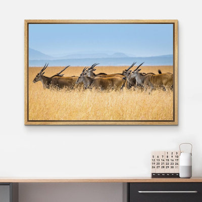 Animals " Wild African Safari Jungle Antelope Gazelle "