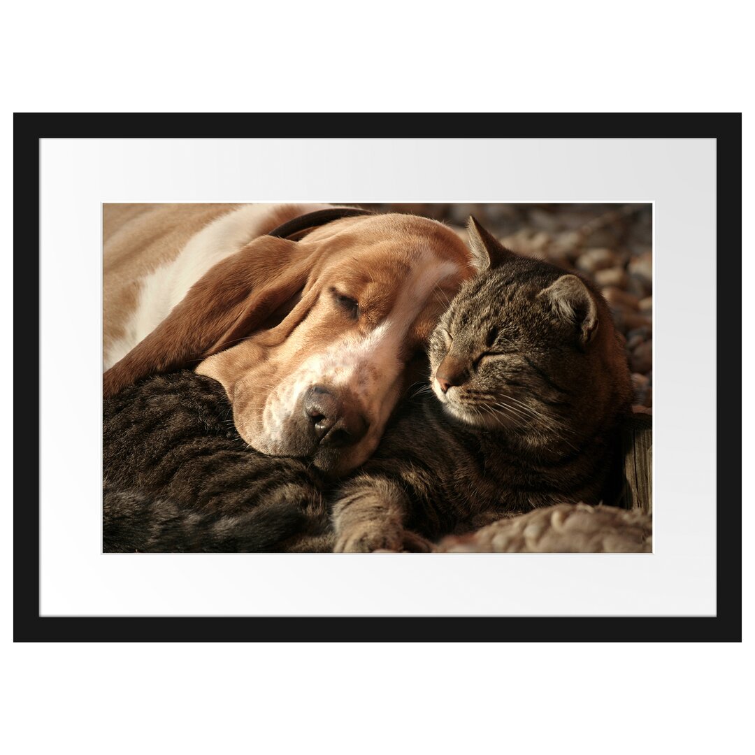 Gerahmtes Poster Katze und Hund kuschelnd