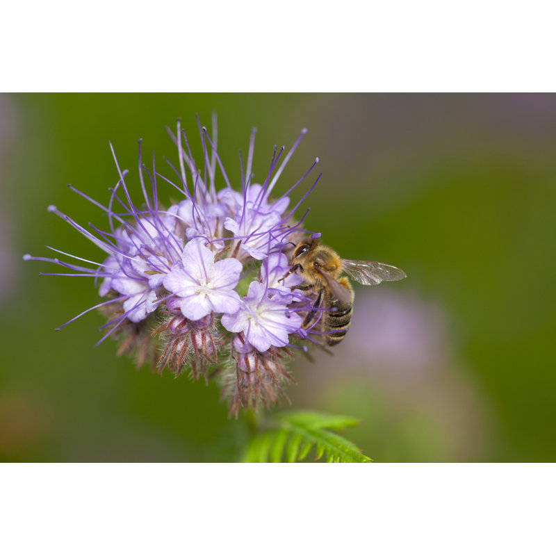 Abeille à miel sur une fleur de Phacelia Tanacetifolia violette par Proxyminder, H 20 po x l 30 po