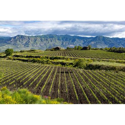 Green Vineyards In Etna Volcano by Barmalini - Wrapped Canvas Print