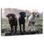 Brampt Labrador Dogs-107680570