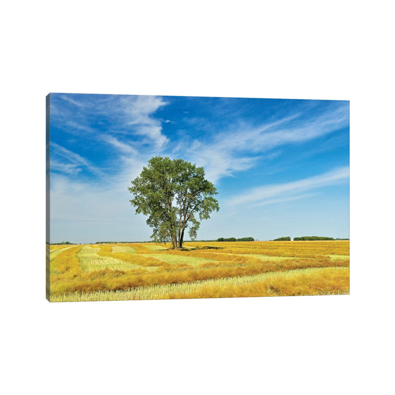 Canada, Manitoba, Dugald. Cottonwood Tree In Canola Crop Field by Jaynes Gallery - Wrapped Canvas Print