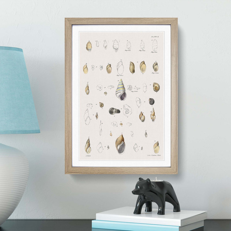 Types of Seashells PL. 4 by J.E. De Kay - Framed Print, 36cm H x 27cm W x 2cm D, Oak Framed