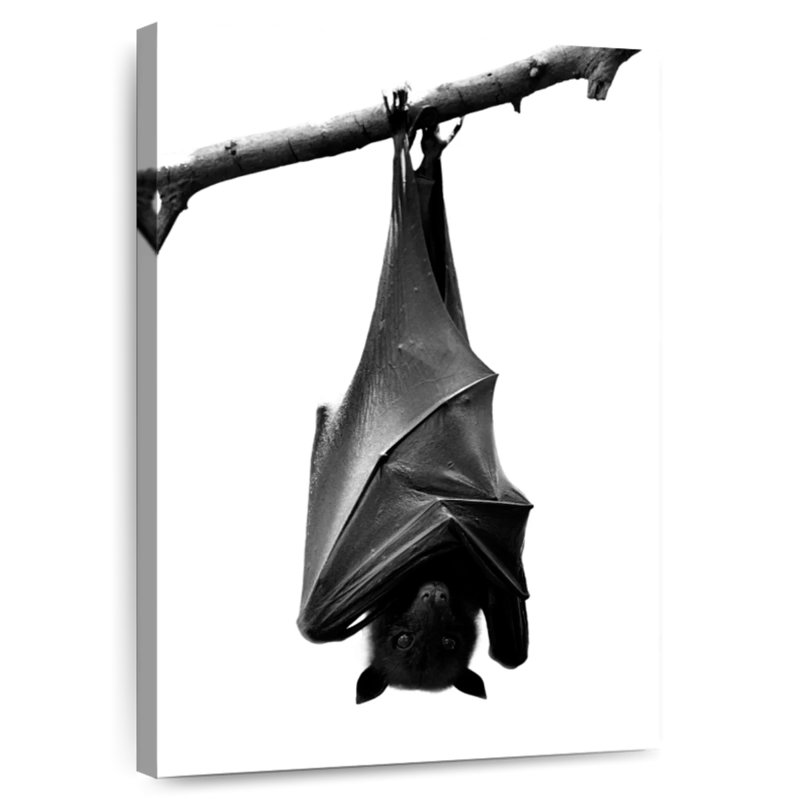 Chauve-souris à l'envers monochrome Brampt, H 39 po x l 26 po