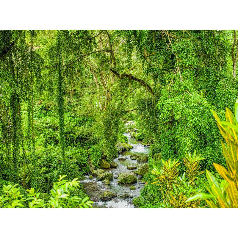 Jungle tropicale par Mark Paulda - photographie, Papier avec cadre noir, H 17,25 po x l 21,25 po