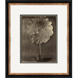 Sepia Flowers 21 Giclee Print by Soicher Marin Archives