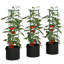 Vertical Garden