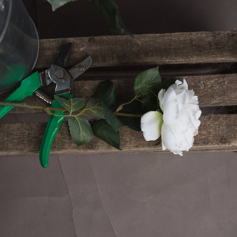 Anastasija Arrangement